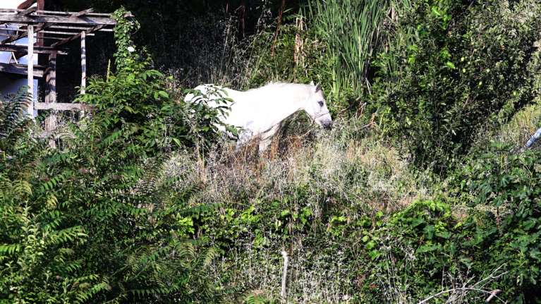 Χανιά: Αφησε άλογο δεμένο χωρίς νερό σε χωράφι εν μέσω καύσωνα και πέθανε- Συνελήφθη ο ιδιοκτήτης, κατηγορείται για κακούργημα