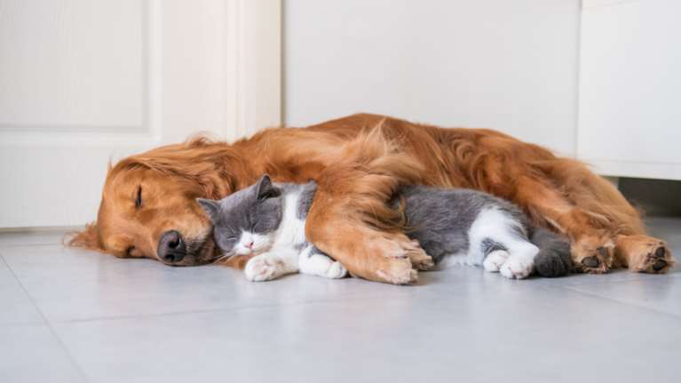 Γερμανία-κορονοϊός: Δύο πρώτα κρούσματα σε ζώα - Καμία ανησυχία για τους ανθρώπους