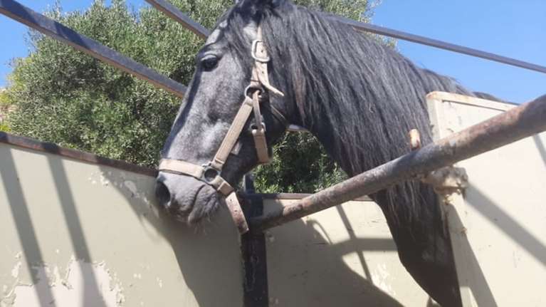 Τα άγρια άλογα του Δέλτα του Έβρου πεθαίνουν από τη λειψυδρία: Στερούνται πρόσβασης σε νερό