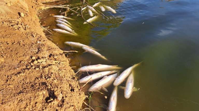 Αποτρόπαιο θέαμα στο Ηράκλειο: Εκατοντάδες νεκρά ψάρια στις εκβολές του ποταμού Αποσελέμη [εικόνες]