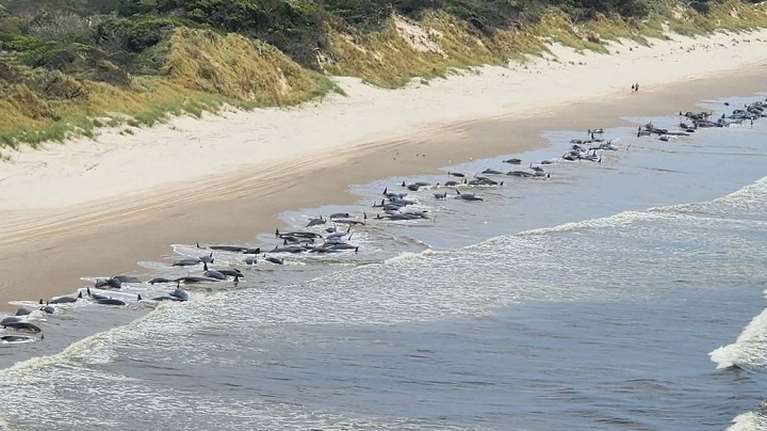 Εφιάλτης στην Αυστραλία: 230 φάλαινες ξεβράστηκαν σε ακτή - Οι μισές είναι νεκρές [εικόνες - βίντεο]