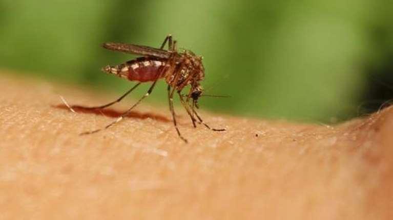 Αλεξανδρούπολη: Τρία εργαστηριακά επιβεβαιωμένα κρούσματα του ιού του Δυτικού Νείλου