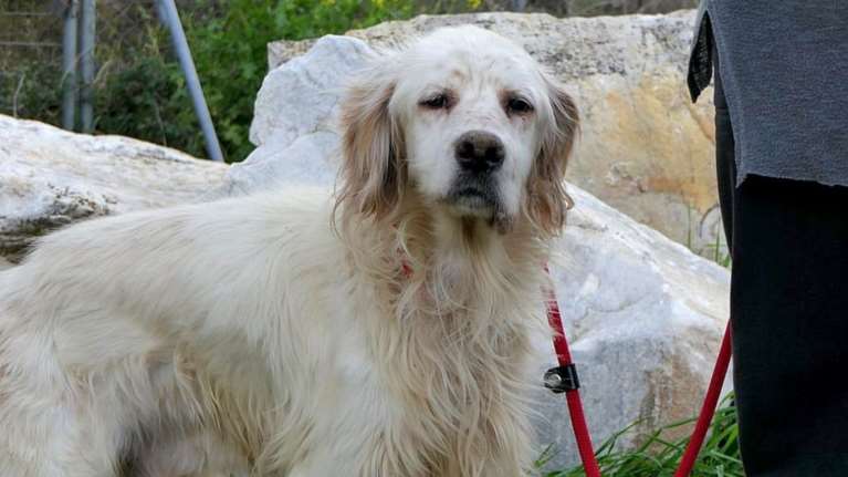 Οι σκύλοι όταν μεγαλώνουν, γίνονται σοφοί - Ο Μίλτος είναι ένας ακαταμάχητος ηλικιωμένος γλύκας