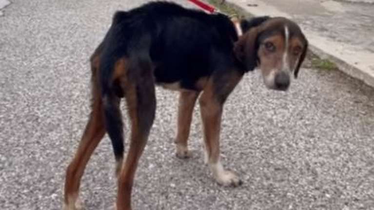 Η μεγάλη πληγή των εγκαταλελειμμένων κυνηγόσκυλων: Εξαθλιωμένα και αποστεωμένα αφήνονται στην τύχη τους