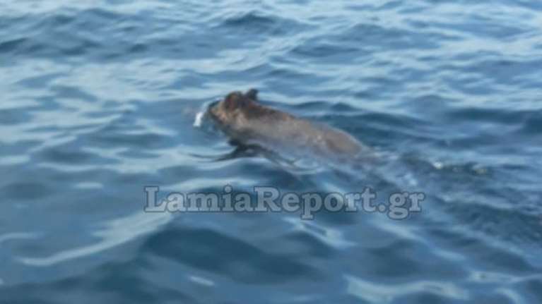 Οβελίξ είσαι σπίτι; Ψαράδες ανοιχτά της Λαμίας κυνηγάνε... αγριογούρουνο στη θάλασσα [εικόνες - βίντεο]