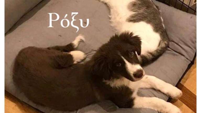 Γλυκά Νερά: Αυτή είναι η Roxy - Tο σκυλάκι που σκότωσε μετά την Καρολάιν ο 33χρονος πιλότος