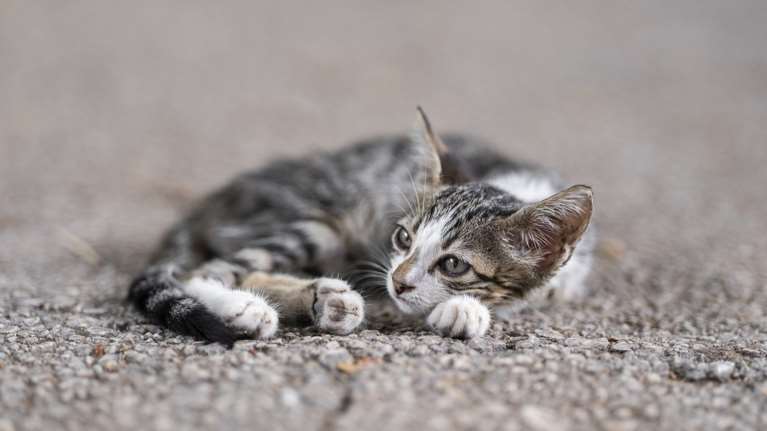 Τι ζουν τα δύσμοιρα αδέσποτα: Βούτηξε το κεφάλι γατούλας σε ποτήρι με μπίρα γιατί... ήθελε να μεγαλώσει