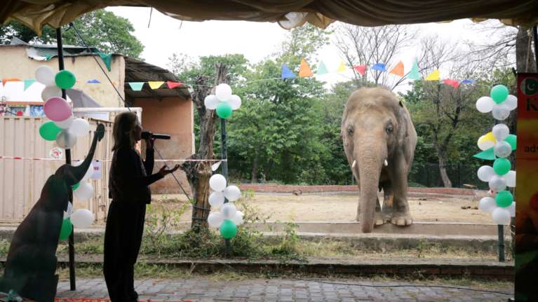 Αποχαιρετιστήριο πάρτι για τον &quot;μοναχικό ελέφαντα&quot; που ξεκινάει νέα ζωή στην Καμπότζη