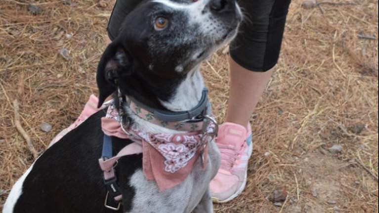 Σκυλάκι πέθανε από τον τρόμο που του προκάλεσαν  τα βεγγαλικά το βράδυ της Ανάστασης