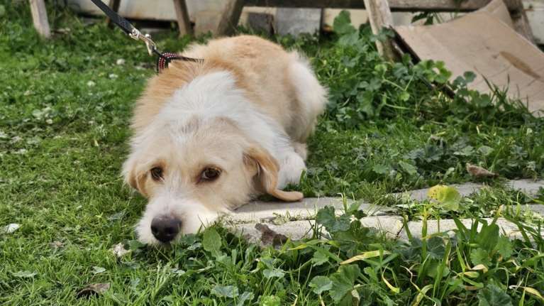 Σώστε ένα αδεσποτάκι: Η Λόλα... Μάλλον θα τρελαθείτε άμα την γνωρίσετε