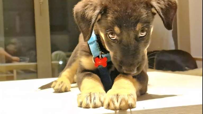 Το Μητσάκι ήταν το μοναδικό κουτάβι που βρήκαν όταν πήραν τη μαμά του: Εμεινε σε κρέιτ και ήταν πάρα πολύ μελαγχολικό