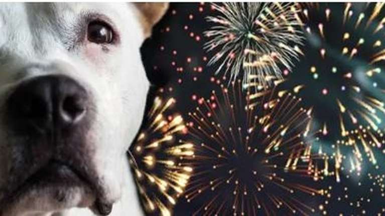 Έκκληση για τα πυροτεχνήματα την Πρωτοχρονιά από τις φιλοζωικές: Ζητούν να ρίξουν αθόρυβα για τα ζώα