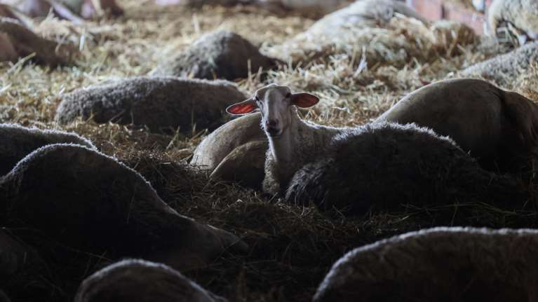 Σε κλίβανους στην Ημαθία και την Αρκαδία μεταφέρονται τα νεκρά ζώα από τη Θεσσαλία