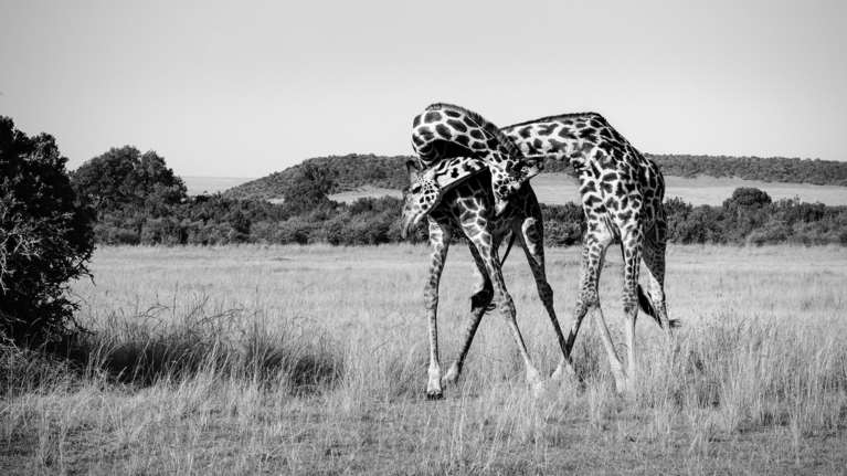 &quot;Η αίγλη των ζώων&quot;: Η Τέχνη του κοσμήματος και της φωτογραφίας συναντιούνται