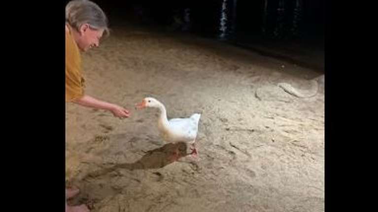 "Είναι σε κατάθλιψη γιατί την αγαπούσε" - Η ανάρτηση της Ελενας Ακρίτα για τον χήνο που χήρεψε στη Σύρο