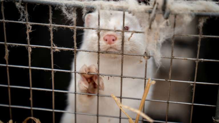 Κοζάνη όπως... Δανία: Συμπτώματα κορονοϊού σε φάρμα βιζόν - Θετικός ο εκτροφέας, νεκρά τα ζώα