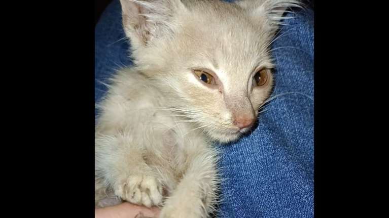 Έκκληση βοήθειας για το τρίποδο γατάκι - Ηταν εγκλωβισμένο με ακρωτηριασμένο πόδι σε ρείθρο στον Βύρωνα