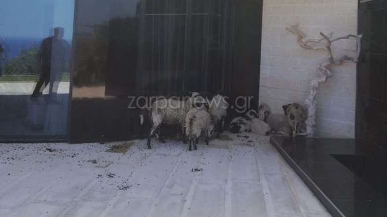 Πλήρωσαν εκατοντάδες ευρώ τη βραδιά για  χλιδάτη βίλα στα Χανιά και τους την έπεσαν… πρόβατα [Εικόνες]