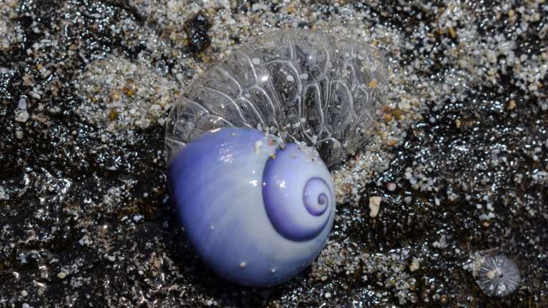 Τα θαλάσσια σαλιγκάρια που αυτο-αποκεφαλίζονται και μετά δημιουργούν ένα ολόκληρο νέο σώμα