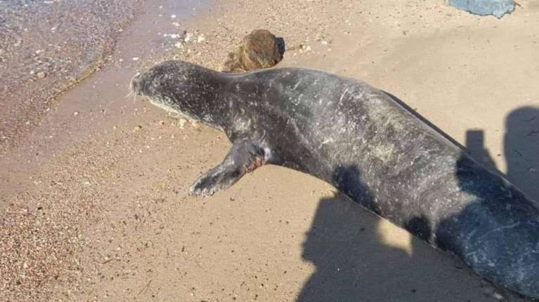 Χαλκιδική: Φώκια βγήκε στη στεριά - Τουρίστες τη βοήθησαν να μπει μέσα στη θάλασσα [εικόνες]