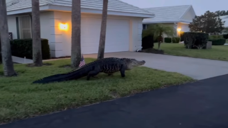 Τεράστιος αλιγάτορας έκοβε... βόλτες σε δρόμους της Φλόριντα - Απίστευτο βίντεο