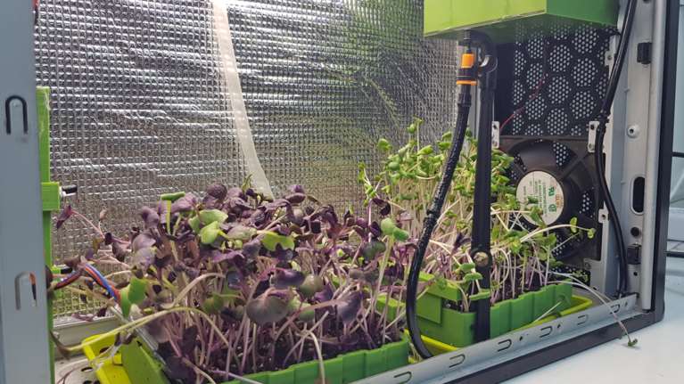 Κιλκίς: Μαθητές και μαθήτριες καλλιεργούν πολύτιμα μικρολαχανικά – Εφτιαξαν ειδικό θάλαμο για την παραγωγή τους [εικόνες]