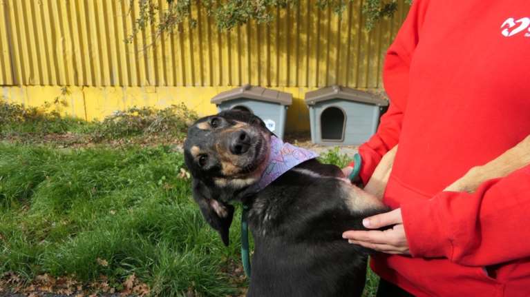 Σώστε ένα αδεσποτάκι: Η Ζαΐρα, καλωσορίστε τη στη ζωή σας - Είναι καλόβολη και αγαπησιάρα