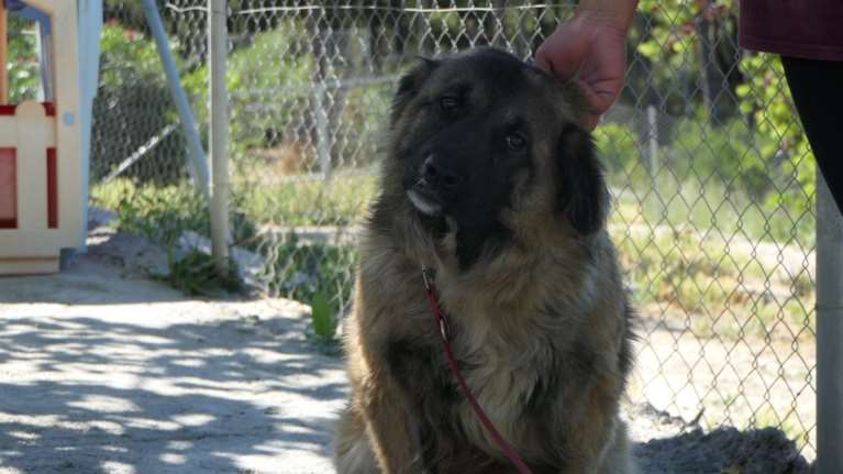 Η Αθηνά είναι το σκυλί που το βγάζεις από το κλουβί και δεν τρέχει στο προαύλιο αλλά τρέχει σε σένα