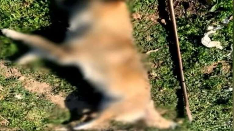 Μέγαρα: Παρέμβαση εισαγγελέα για τον βασανισμό και τη θανάτωση του σκύλου - &quot;Άλλος ένας ΟΛΙΒΕΡ&quot;