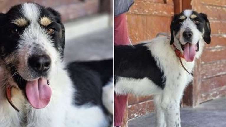 Προξενιό: Είναι νέος, ωραίος, γεμάτος ζωή και έτοιμος για σπίτι - Δεν καταλαβαίνεις ότι έχει υπάρξει ανεπιθύμητος