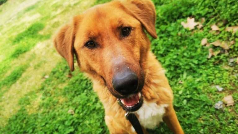 Μερικά χρόνια πριν, μια αδέσποτη σκυλίτσα, η Άννα, είχε γεννήσει τα μωρά της σε έναν ΣΕΑ στην εθνική οδό-Ο γιόκας της, ο Νόα