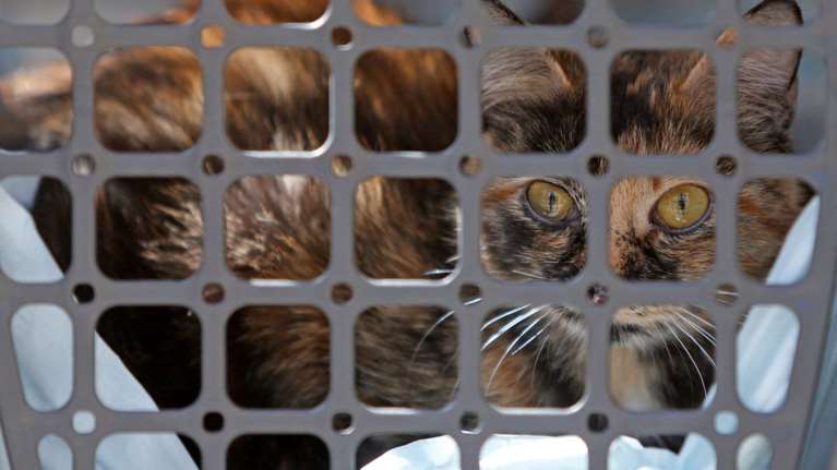 Οι άλλοι πρόσφυγες του πολέμου στην Ουκρανία: Παρατημένα σκυλιά και γάτες ψάχνουν νέο σπίτι στη Ρωσία