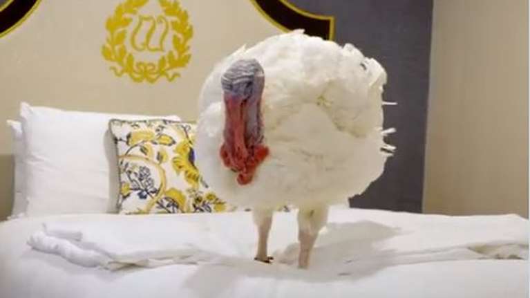 Ο Τζο Μπάιντεν δίνει χάρη στην &quot;Πίνατ Μπάτερ&quot; και τη &quot;Τζέλι&quot; ενόψει των Ευχαριστιών - Οι δύο γαλοπούλες που... γλίτωσαν