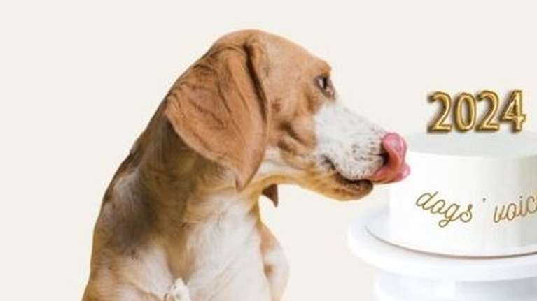 Dogs&#39; Voice: Το Σάββατο 6/01, 72 υπέροχοι σκύλοι θα σε περιμένουν να σου ευχηθούν καλή χρονιά!
