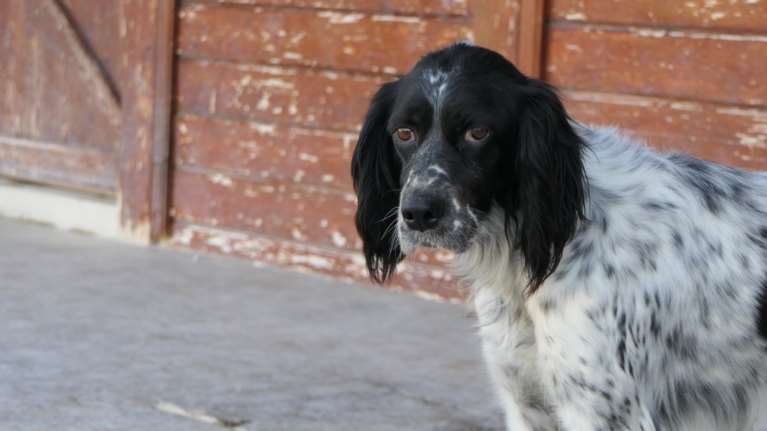 Σώστε ένα αδεσποτάκι: Η Μελίνα - Δεν ήμουν ποτέ μια femme fatale - Κουράστηκα, θα λανσάρω άλλο προφίλ