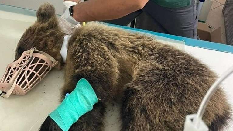 Αρκουδάκι που χτυπήθηκε σε τροχαίο τα κατάφερε - Δείτε το συγκινητικό βίντεο