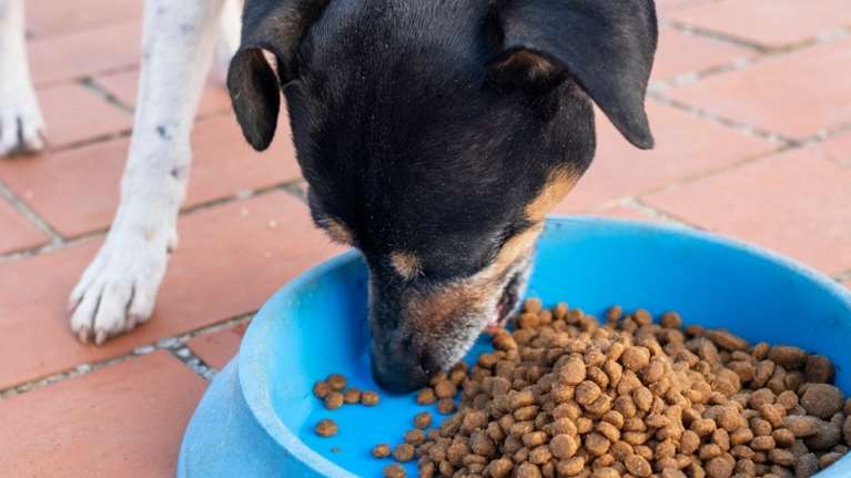 Δωρεάν σκυλοτροφές σε φιλοζωικές οργανώσεις και δημότες που φροντίζουν αδέσποτα ζώα