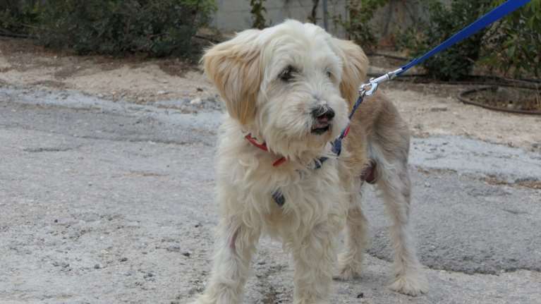 Όταν είσαι κοντός και μαλλιαρός, οφείλεις να είσαι σοβαρός γιατί πώς αλλιώς θα εμπνεύσεις σεβασμό: Ο Μονζού