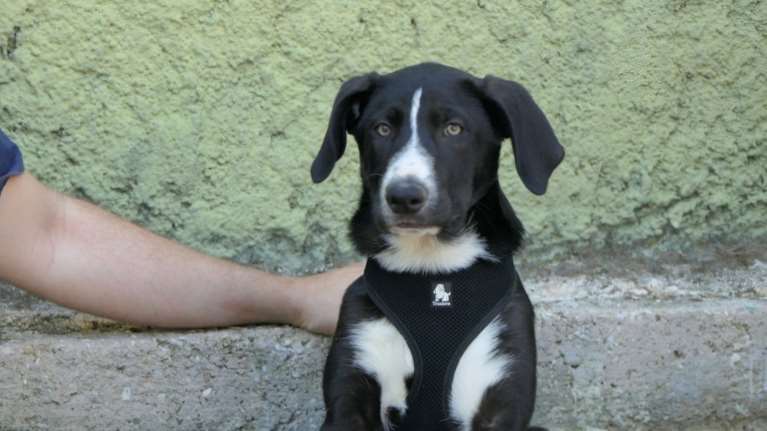 O Πλάτωνας είναι πολύ κουλ κουτάβι, κοινωνικό, πλαδαρό όσο πρέπει, και πολύ χαρούμενο