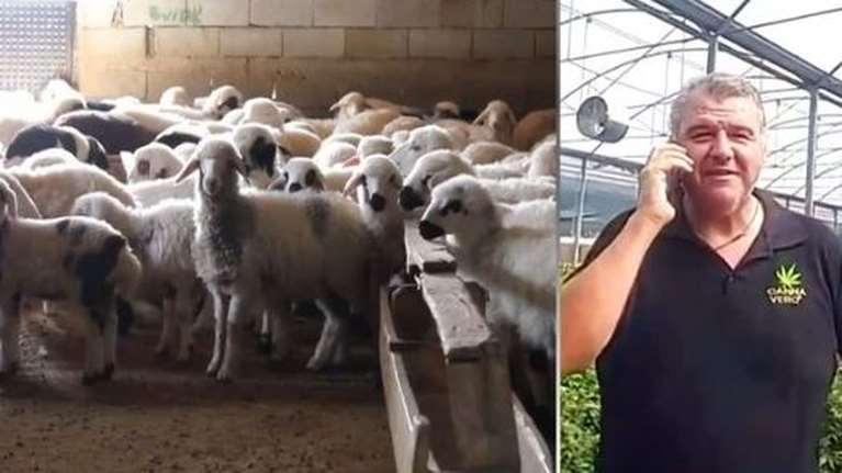 Τρελάθηκαν από τη χαρά τους τα πρόβατα που έφαγαν την κάναβη στον Αλμυρό: &quot;Πηδούσαν πιο ψηλά από τα κατσίκια&quot;