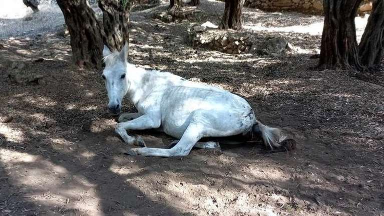 Νέο περιστατικό κακοποίησης αλόγου στη Λέσβο: Μπάχαλο με αρμοδιότητες και υποχρεώσεις