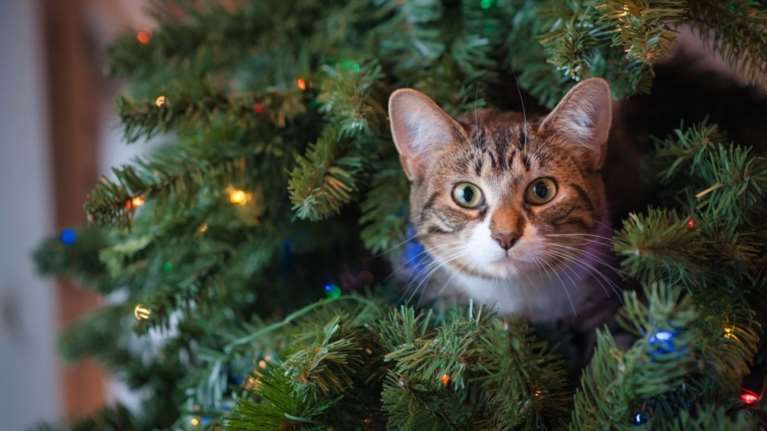 Προσοχή στα φυτά και τα λουλούδια των Χριστουγέννων που είναι τοξικά για τις γάτες: Ποια είναι επικίνδυνα