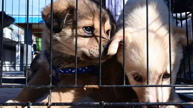 &quot;DNA και Ζώα Συντροφιάς: Ελλάδα 2030&quot; - Η Νέα Εποχή στην Προστασία των Ζώων Συντροφιάς μέσω της Γενετικής Ταυτοποίησης