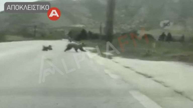 Καστοριά: Νέα εμφάνιση αρκούδων - Έφτασαν κοντά στα σπίτια [βίντεο]