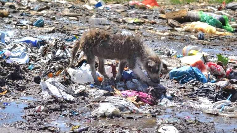 SGS: Οι εικόνες των εξαθλιωμένων ζώων στο ΧΥΤΑ Ξάνθης είναι η πραγματική Ελλάδα - Πεινάνε, γεννάνε, υποφέρουν