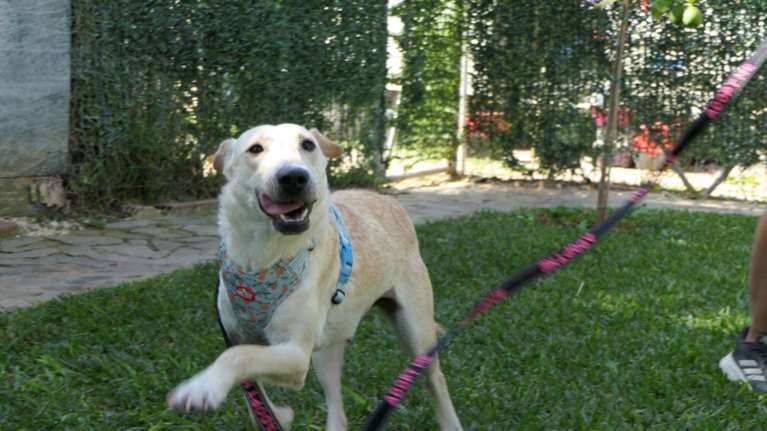 Σώστε ένα αδεσποτάκι: Η Πανακότα - Είσαι άνθρωπος; Είσαι φίλος της. Είσαι γνωστός ή άγνωστος; Είσαι φίλος της