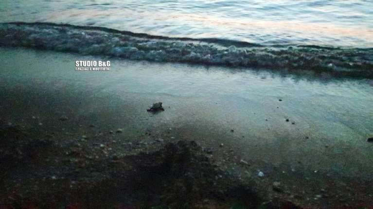 Γεννήθηκαν τα πρώτα χελωνάκια στην παραλία του Καραθώνα [βίντεο]