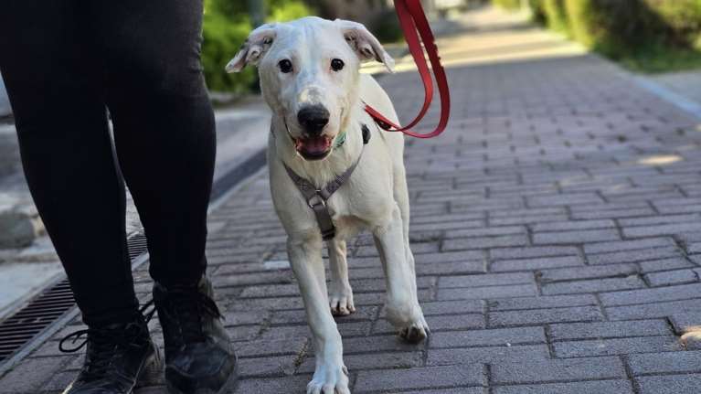 Eίμαι ο Ραμόν, ήμουνα μοναχογιός, μαμόθρεφτο με λέγαν, μα με ζηλεύαν γιατί ήμουνα ωραίος κούταβος άσπρος και μοιραίος