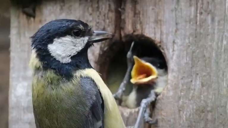 Κάντε το μπαλκόνι ή την αυλή σας φιλικά για τα πουλιά - Οι καιρικές συνθήκες γίνονται ακραίες