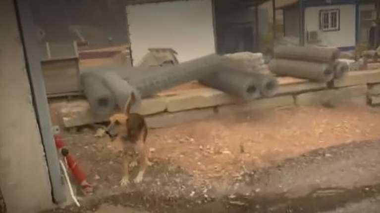 Φωτιά στη Μάνδρα: Άφησαν σκύλο δεμένο σε επιχείρηση - Η αγωνιώδης προσπάθεια του ρεπόρτερ του Open να το σώσει